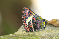 Agatasa calydonia--44 - Than To Waterfall - 28/01/26