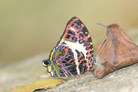 Agatasa calydonia--56- Than To Waterfall - 28/01/26