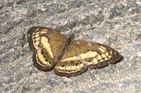 Algia fasciata