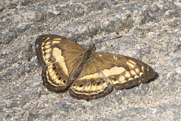 Algia fasciata-6621 - Than To Waterfall - 4/02/26