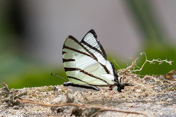 Graphium agetes iponus-6740 - Than To Waterfall - 4/02/26