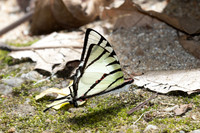 Graphium agetes-6967 - Than To Waterfall - 4/02/26