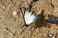 Graphium agetes-6813 - Than To Waterfall - 4/02/26