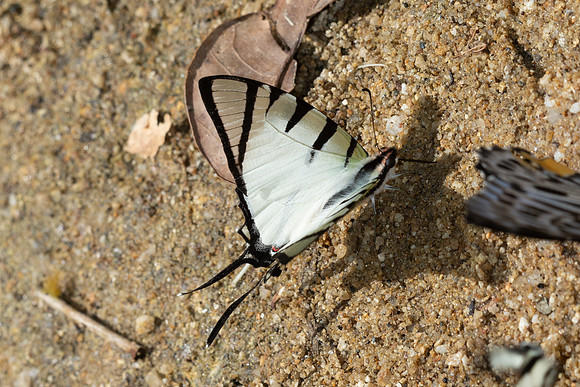 Graphium agetes-6813 - Than To Waterfall - 4/02/26