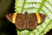 Celaenorrhinus cameroni id--6538