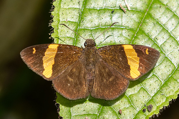 Celaenorrhinus cameroni id--6538
