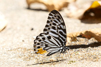 Graphium delessertii