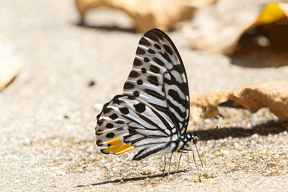 Graphium delessertii--27  - Than To Waterfall - 28/01/26