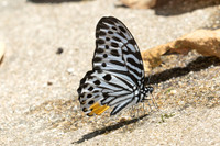 Graphium delessertii--17 - Than To Waterfall - 28/01/26