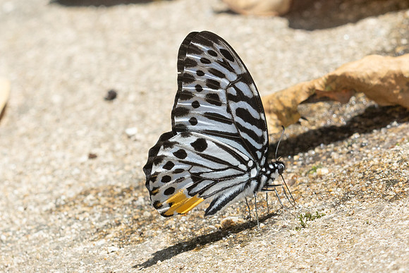 Graphium delessertii--17 - Than To Waterfall - 28/01/26