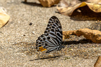 Graphium delessertii--20  - Than To Waterfall - 28/01/26