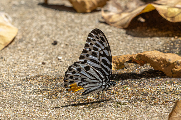 Graphium delessertii--20  - Than To Waterfall - 28/01/26