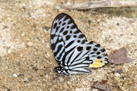 Graphium delessertii-6883 - Than To Waterfall - 4/02/26