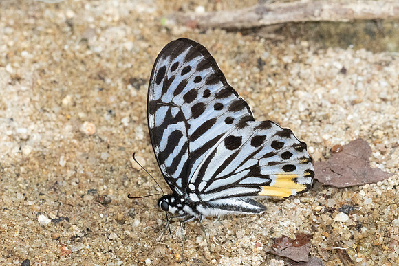Graphium delessertii-6883 - Than To Waterfall - 4/02/26