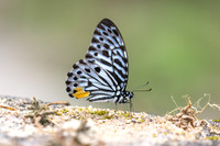 Graphium delessertii-6687 - Than To Waterfall - 4/02/26