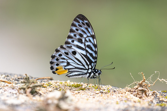 Graphium delessertii-6687 - Than To Waterfall - 4/02/26