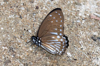 Graphium ramaceus-6852 -Than to waterfall (180m) - 4/02/26