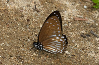 Graphium ramaceus-6856  -Than to waterfall (180m) - 4/02/26