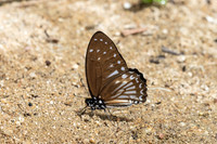 Graphium ramaceus-6867  -Than to waterfall (180m) - 4/02/26