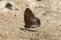 Graphium ramaceus-6872 -Than to waterfall (180m) - 4/02/26