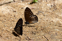 Graphium ramaceus-6870 -Than to waterfall (180m) - 4/02/26