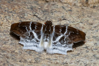 Odontoptilum pygela pygela
