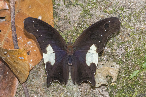 Neorina lowii neophyta-7048 - Than to waterfall (180m) - 4/02/26