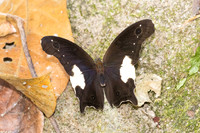 Neorina lowii neophyta-7053 - Than to waterfall (180m) - 4/02/26