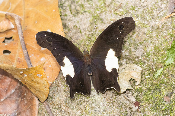 Neorina lowii neophyta-7053 - Than to waterfall (180m) - 4/02/26