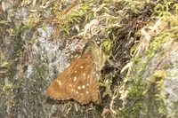 Pithauria marsena-6792 - Than to waterfall (180m) - 4/02/26