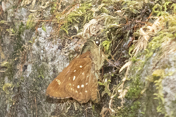 Pithauria marsena-6792 - Than to waterfall (180m) - 4/02/26