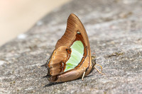 Polyura hebe