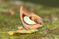 Polyura hebe chersonesus--12 - Than to waterfall (180m) - 28/01/26