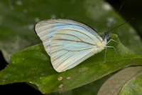 Pareronia valeria