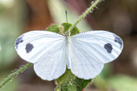 Leptosia nina - Than to waterfall (180m) - 28/01/26