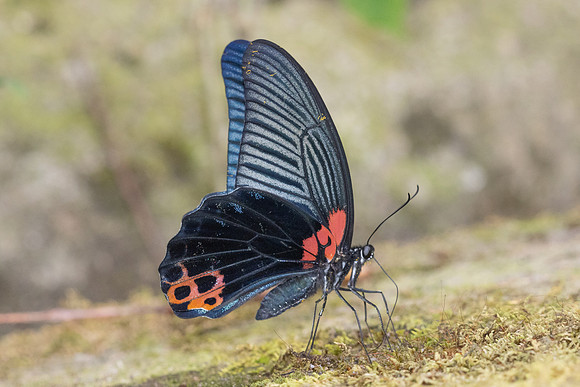Papilio agenor-6798- Than to waterfall (180m) - 4/02/26