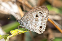 Ypthima pandocus--2 - Than  To Waterfall - 28/01/26