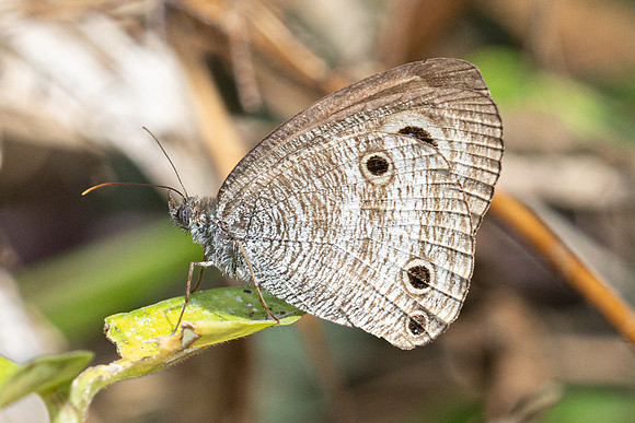 Ypthima pandocus--2 - Than  To Waterfall - 28/01/26