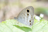 Ypthima pandocus--61 - Than To Waterfall - 28/01/26