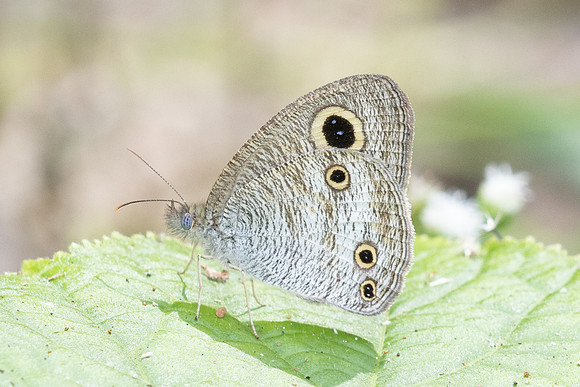 Ypthima pandocus--61 - Than To Waterfall - 28/01/26