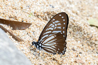 Graphium macareus perakensis-7032 Than To waterfall - 4/02/26