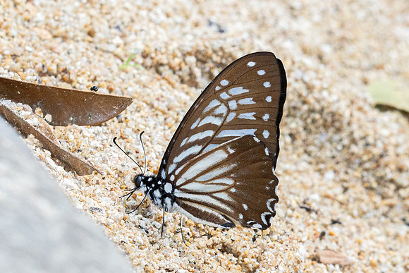 Graphium macareus perakensis-7032 Than To waterfall - 4/02/26