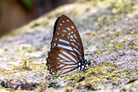 Graphium macareus-7072  -Than To Waterfall - 4/02/26