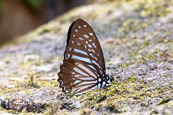 Graphium macareus-7072  -Than To Waterfall - 4/02/26