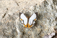 Cyrestis nivea nivalis-6760  - Than to waterfall (180m) - 4/02/26