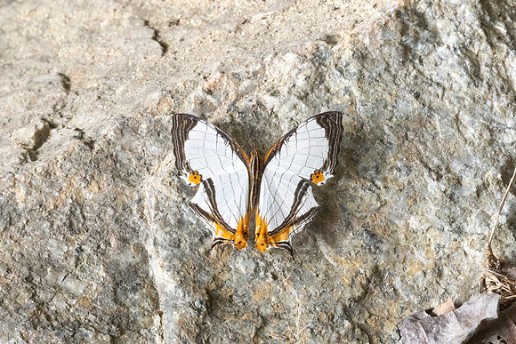Cyrestis nivea nivalis-6760  - Than to waterfall (180m) - 4/02/26