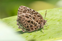 Arhopala kinabala