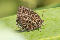 Arhopala kinabala-13 - Jardin d'hivers 960 m - 1/02/26