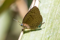 Arhopala eumolphus--3 - Jardin d'hivers 960 m - 30/01/26
