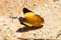 Cirrochroa orissa orissa--42 - Jardin d'hivers 960 m - 2/02/26